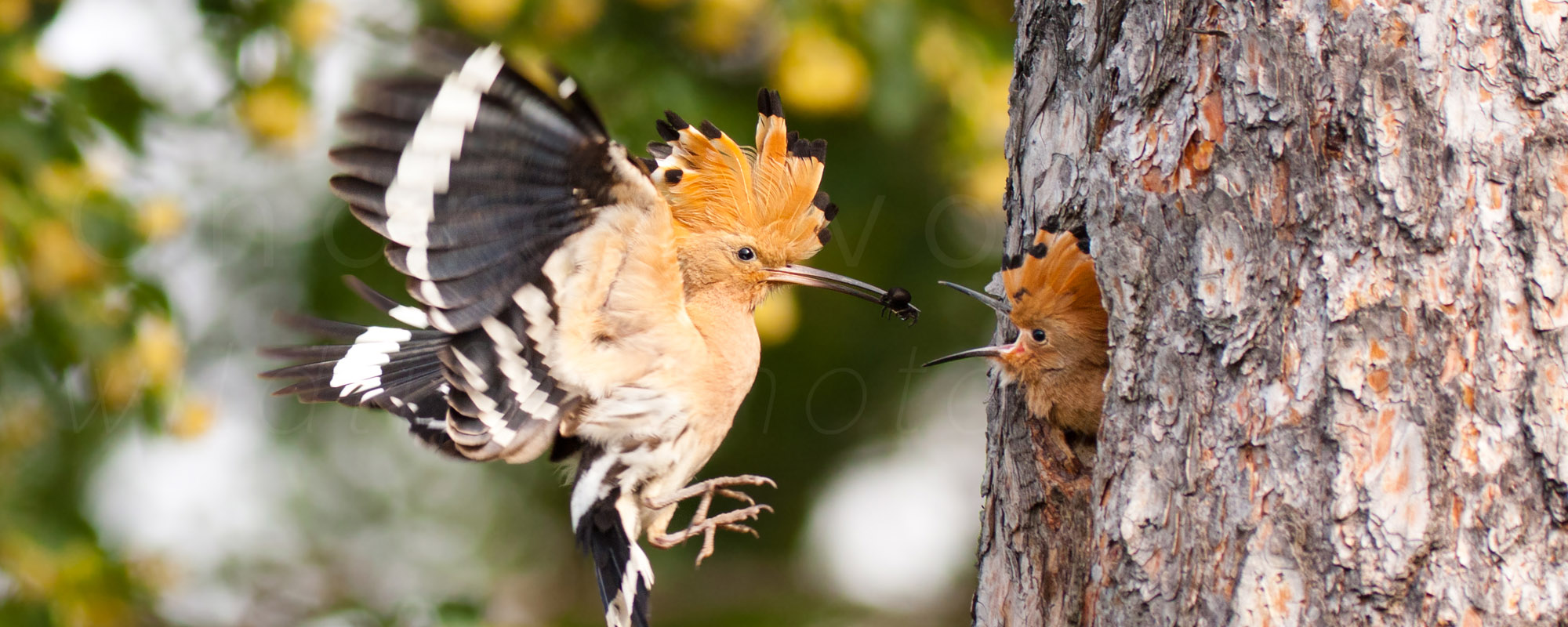 header image 8