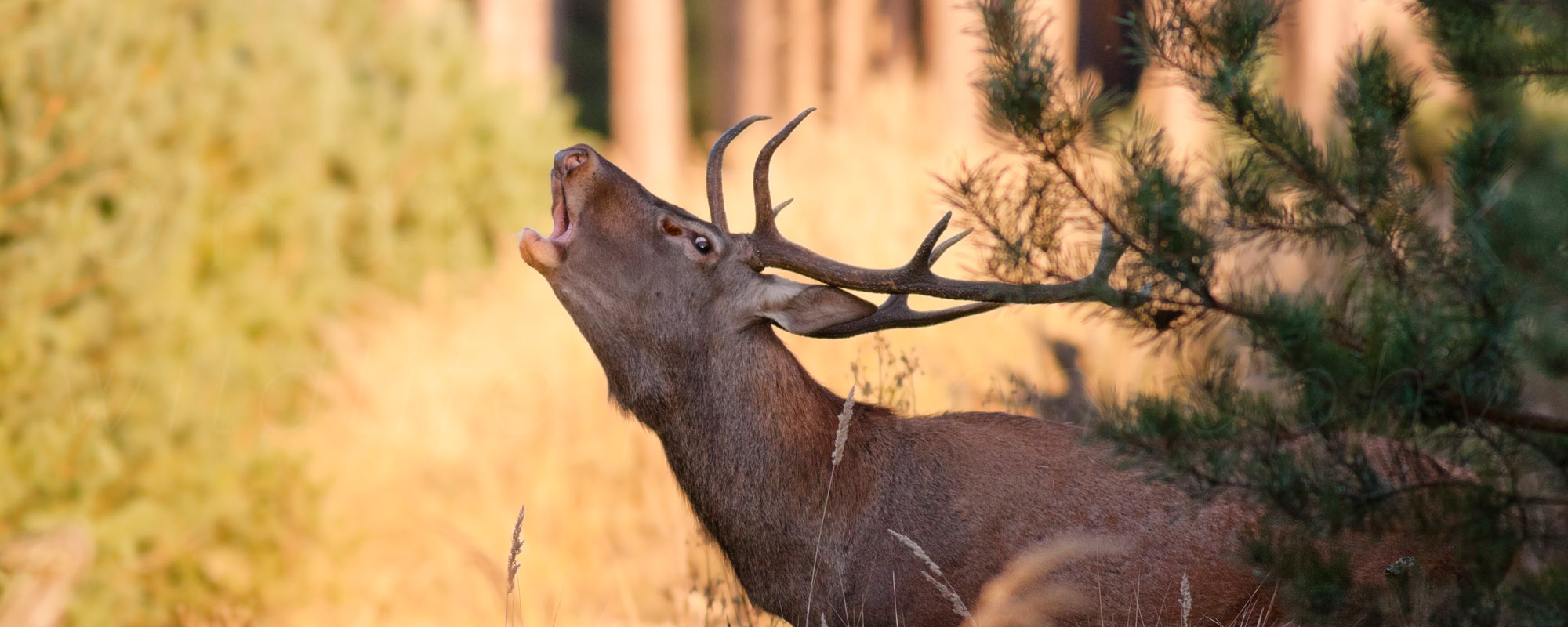 header image 6