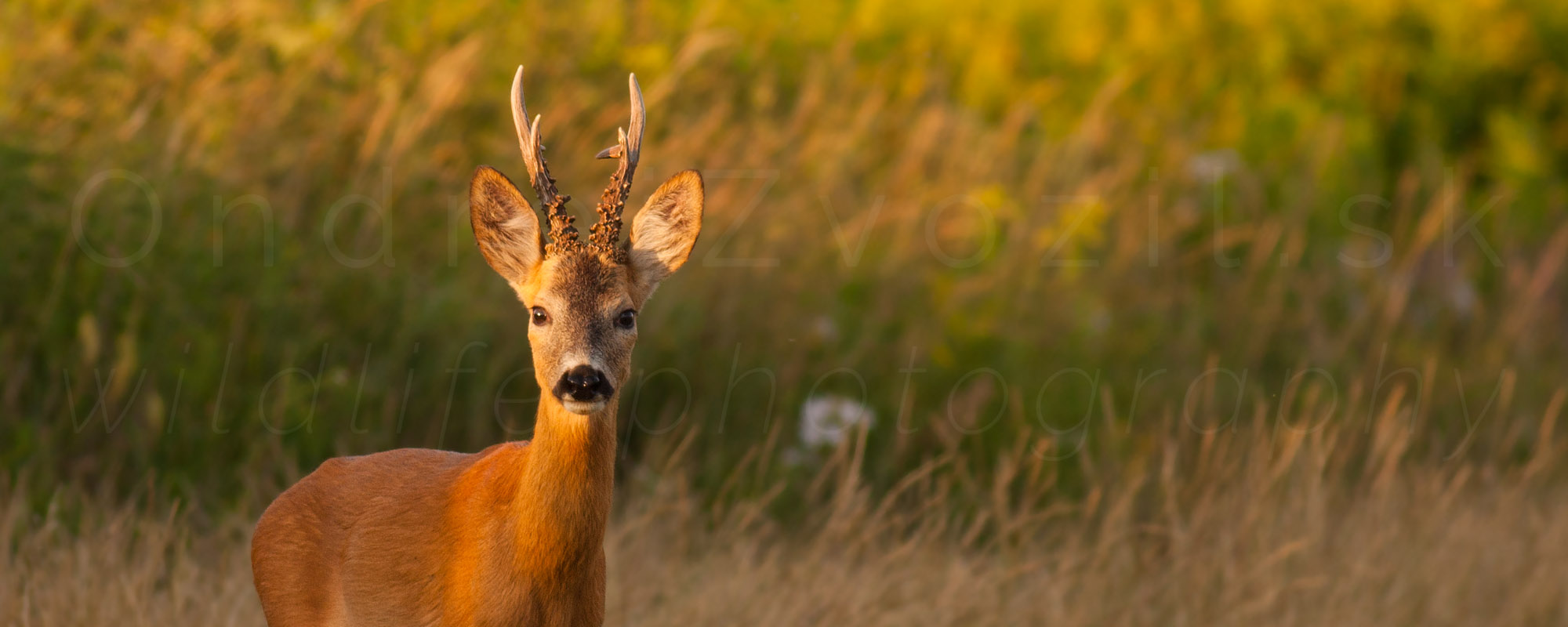 header image 3