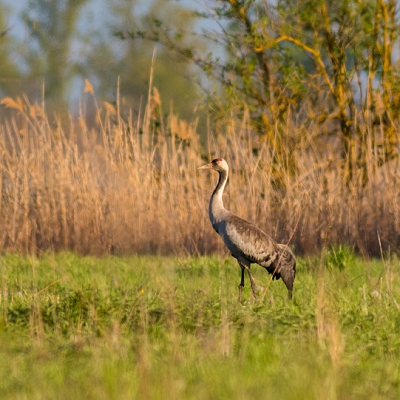 zeriav_popolavy_00013690 zeriav_popolavy_00013690